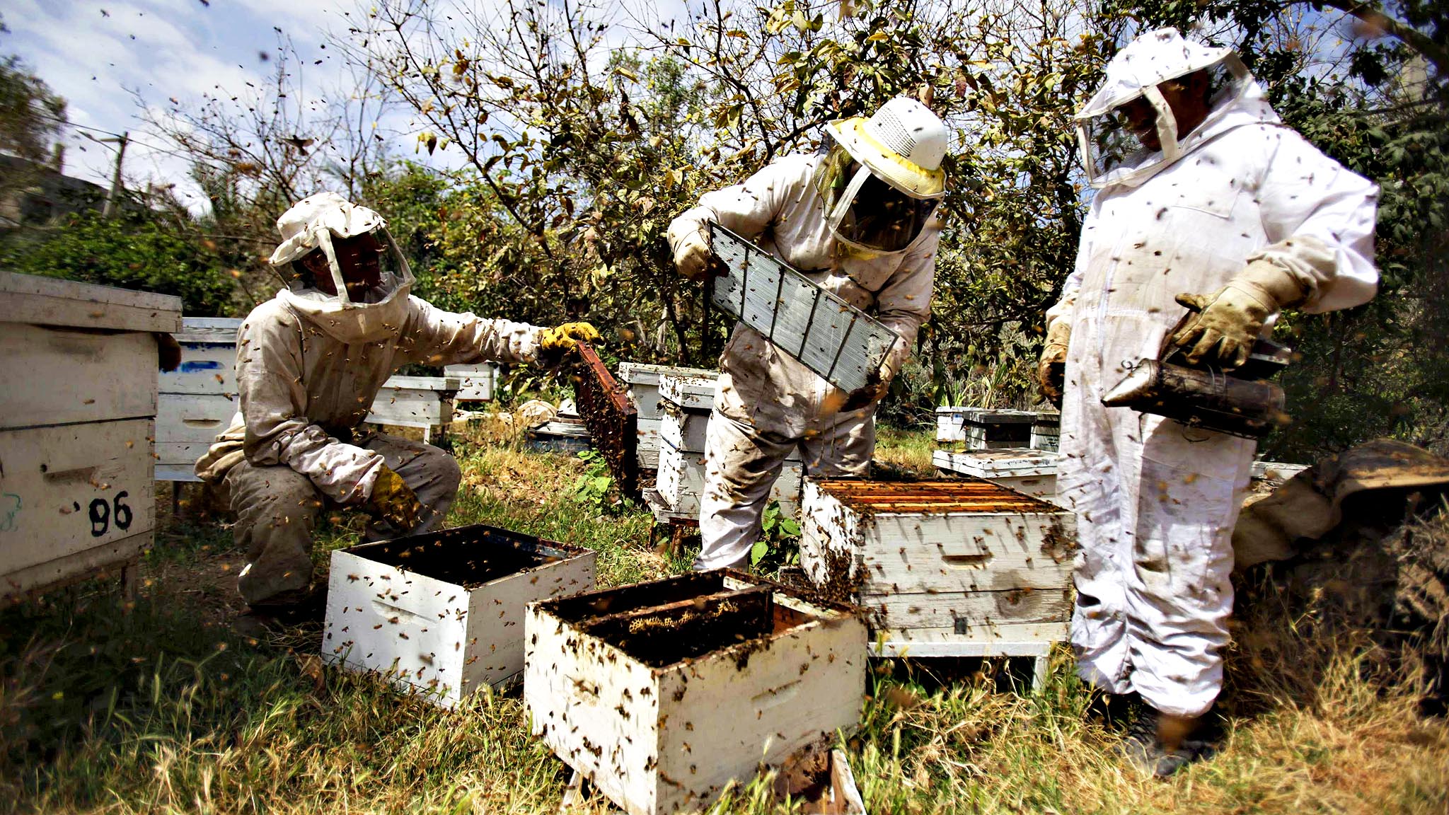 Palestinian beekeepers collect honey at a farm in Rafah in the s